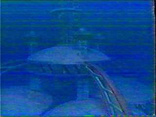 orca1.jpg