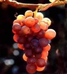 grapes2.jpg