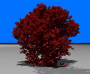 Coral_resized.png