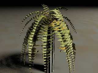 fern4.jpg