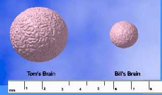 BRAINS2.jpg