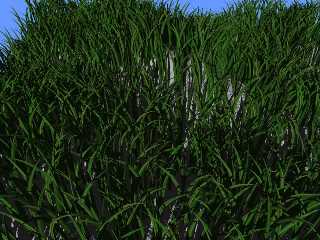 grass2.jpg