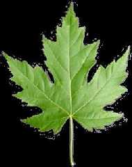 silver_maple_leaf.jpg