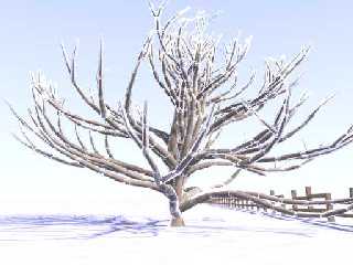 icy_tree.jpg