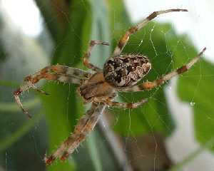 spider_photo.jpg