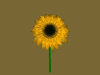 Sunflower.png