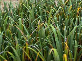 grass-pp-03.jpg