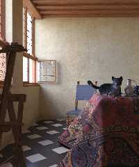 vermeer's cat - part 1.jpg