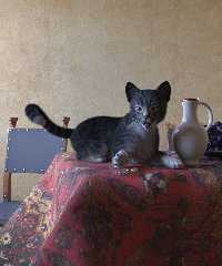 vermeer's cat - part 2.jpg