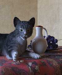 vermeer's cat - part 3.jpg