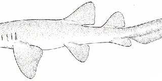 Nurse_Shark_Diagram.jpg