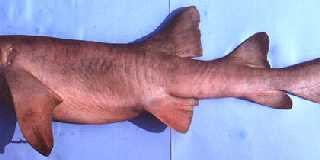 Nurse_Shark_Photo.jpg