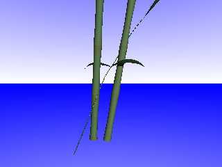 bamboo.jpg