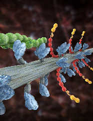 myosin_actin_mybpc_comp.jpg