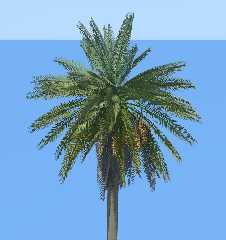 palm2.png