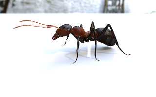 ant.png
