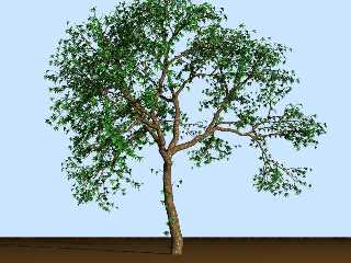 newtree1a.jpg