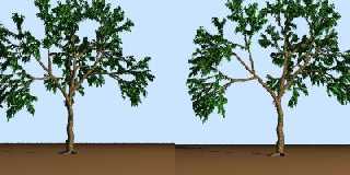 tree3d.jpg