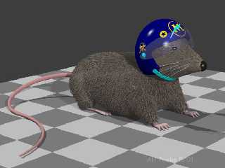 Mouse2.jpg