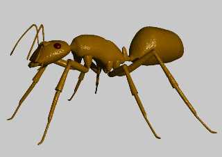 ant02.jpg