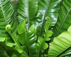 Birds-nest-fern.jpg