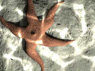 starfish.jpg