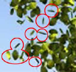 floating Leaves1.jpg