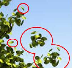 floating Leaves2.jpg