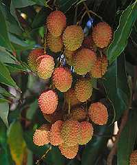 lychee2.jpg