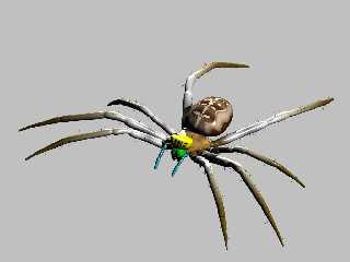 araneus_diamentus_wip.jpg