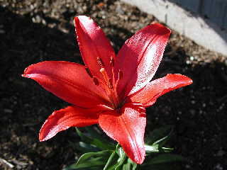 Day Lily Red.JPG