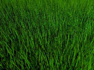 grass4.jpg
