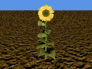 Sunflower.jpg