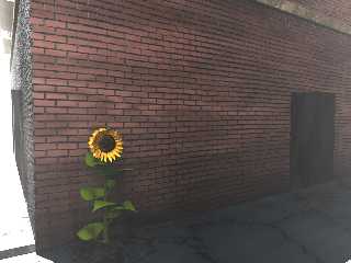 Sunflower alley.png