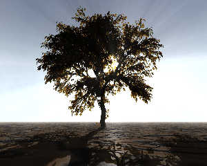 lonely_tree.jpg