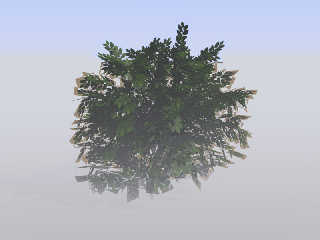 testshrub.jpg