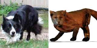 dog_vs_fox_2.jpg