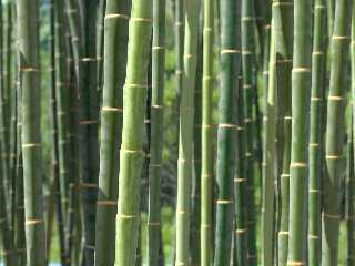bamboo-07a.jpg