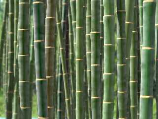 bamboo-07b.jpg