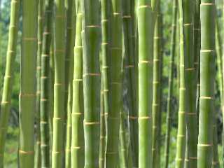 bamboo-07c.jpg