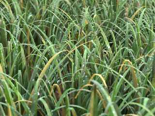grass-06pp.jpg