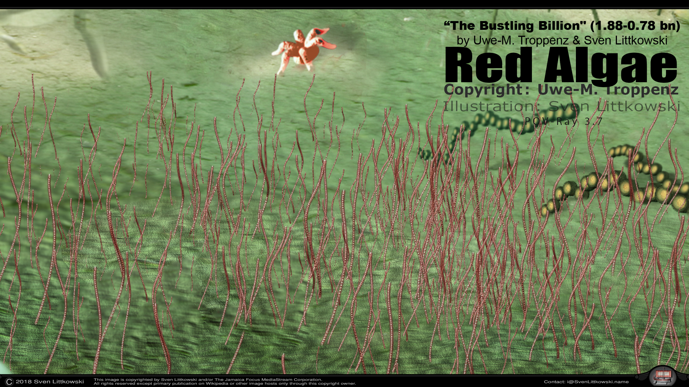 red algae.jpg