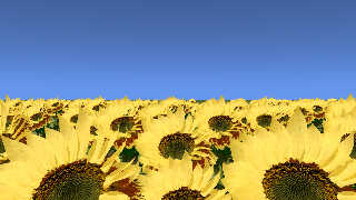 sunflowers_and_sky.jpg