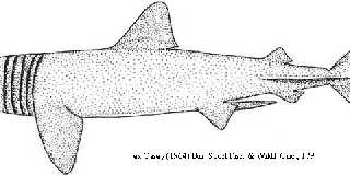 Basking_Shark_Diagram.jpg