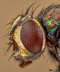 pinned_fly_specimen.jpg