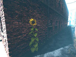 alley_sunflower.jpg