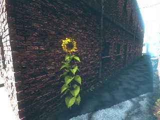 alleysunflower.jpg