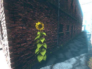 ally-sunflower-8.jpg