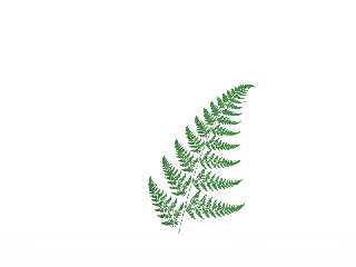 fern.jpg