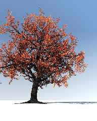 oak_tree_fall.jpg